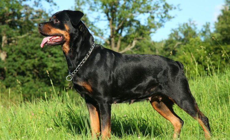 Hướng Dẫn Huấn Luyện Chó Rottweiler Một Cách Bài Bản Nhất