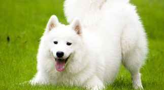 Hướng dẫn cách chăm sóc và huấn luyện chó Samoyed