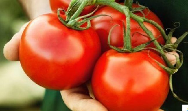 Tác dụng của cà chua đối với sức khỏe người dùng không phải ai cũng biết