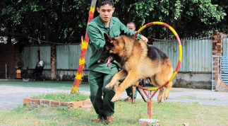 Trường huấn luyện chó cảnh khuyển tại Tphcm Trung Đức
